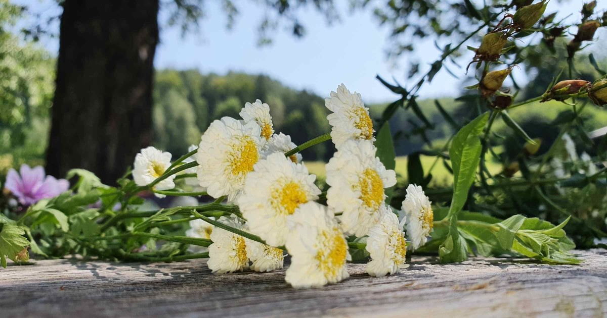 Kräuter für Kräuterweihe © TVB Puch